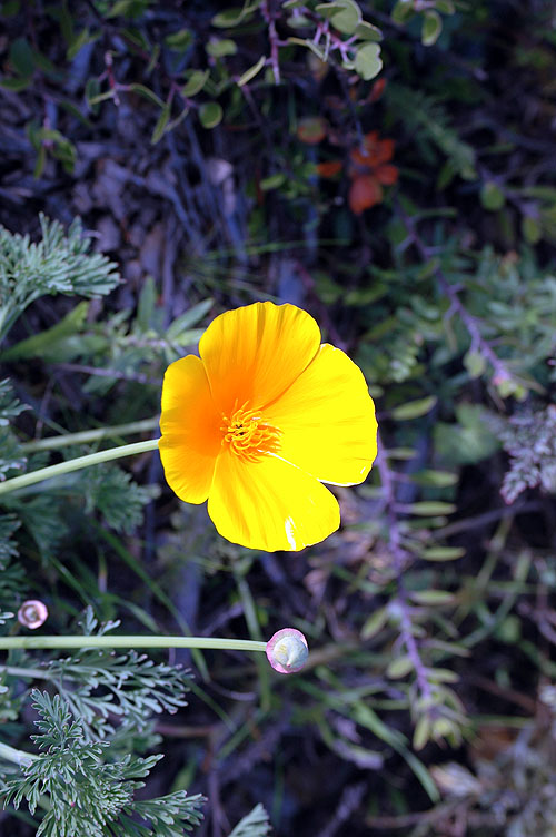 Elkhorn Slough Feb. 2010 110.jpg